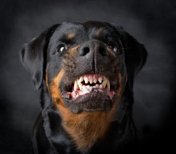 Собака ротвейлера породы — стоковое фото