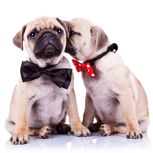 Чарівні мопс цуценя собаки пара — стокове фото