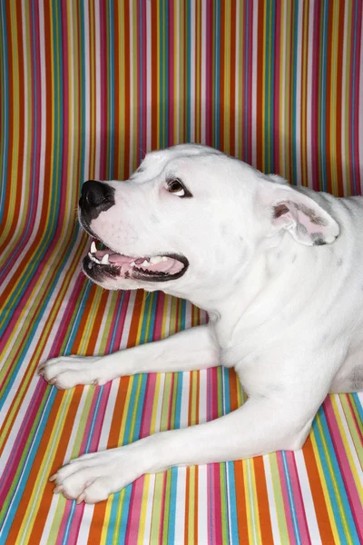 Собака білий смугастий тлі — стокове фото