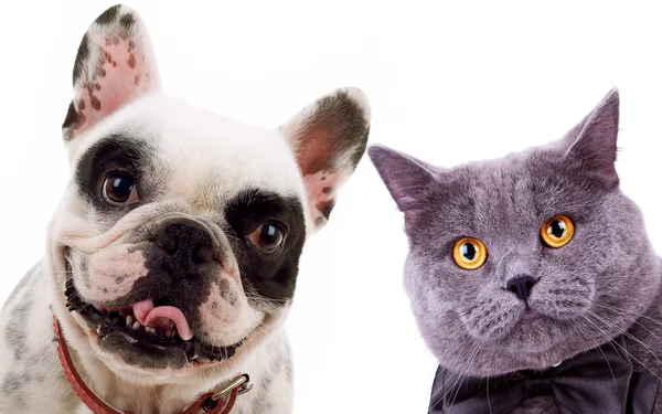 Британський коротке волосся сірий кіт і французький bull dog Вівчарки середньоазіатські — стокове фото