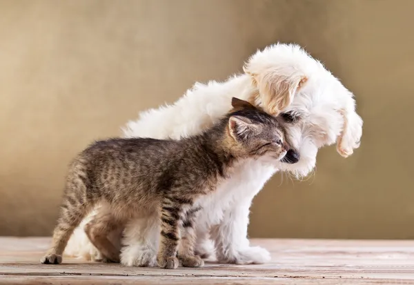 Друзья - собака и кошка вместе — стоковое фото