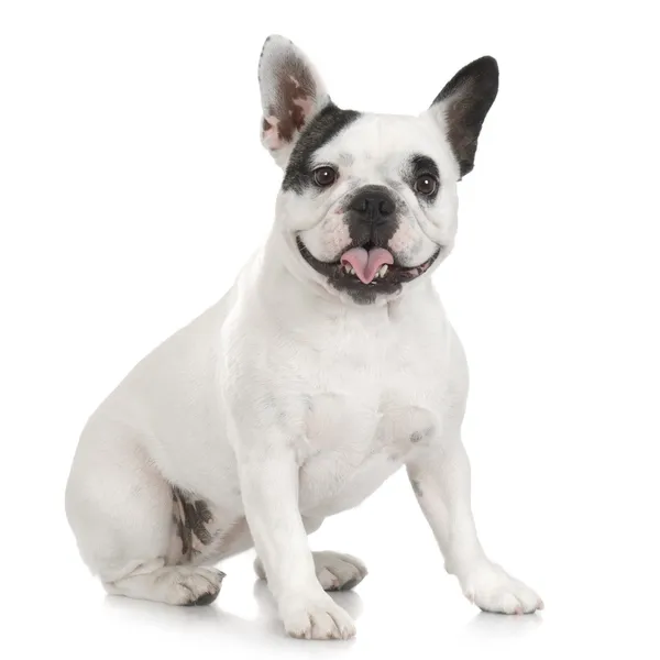 French Bulldog (1 year and 4 months) — стокове фото