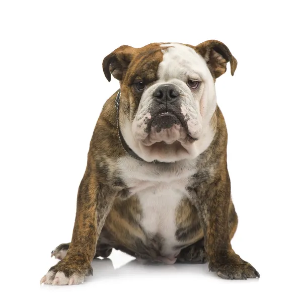English Bulldog (6 months) — стокове фото
