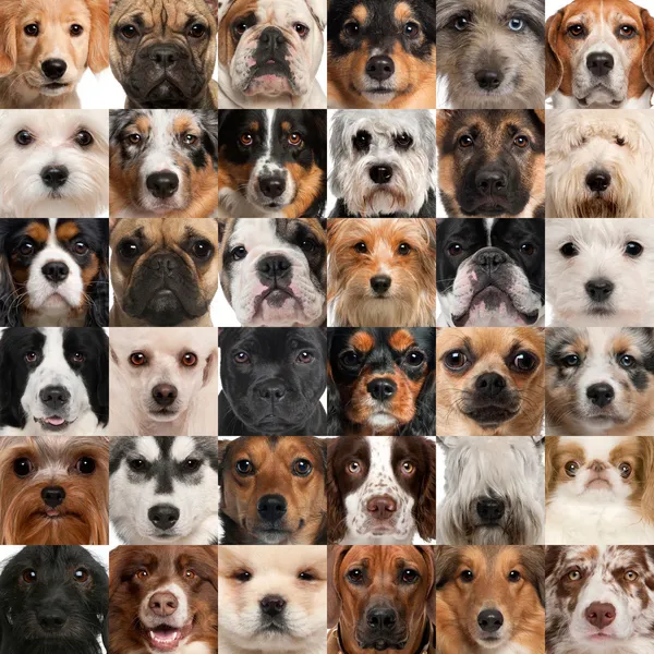 Колаж з 36 глави собака — стокове фото