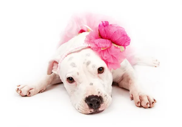Білий Pit Bull Dog носіння рожевий — стокове фото