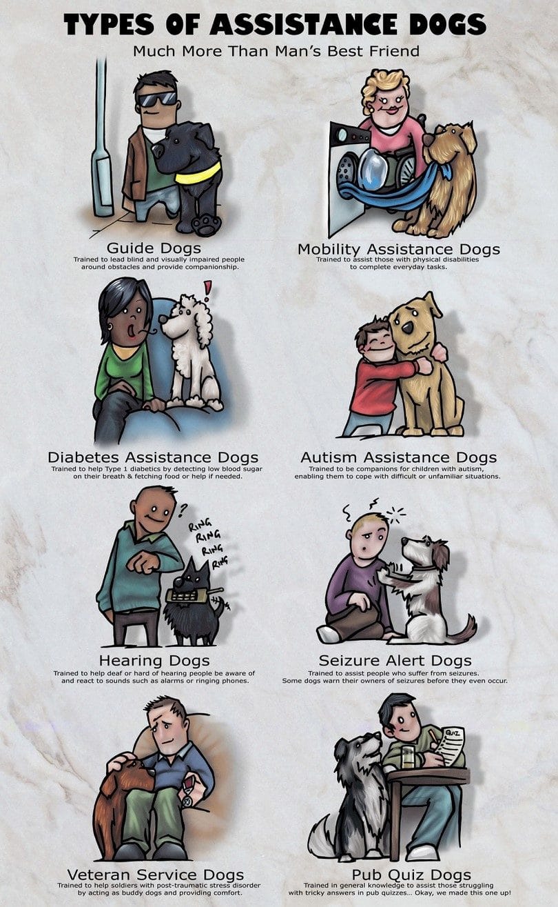 Assistance-dogs-infographic