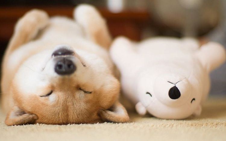 Собака лежит на спине рядом с игрушкой