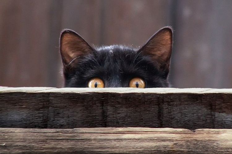 Черный котенок выглядывает из укрытия