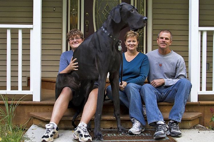 Самая высокая собака Зевс