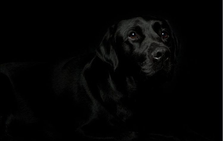 Пес в темноте