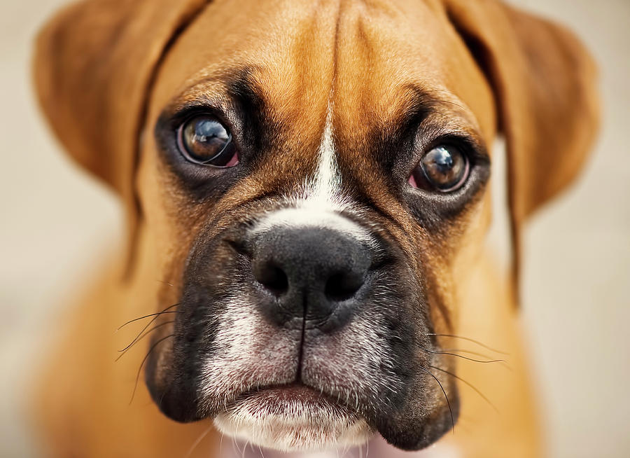 boxer-puppies-pictures-73