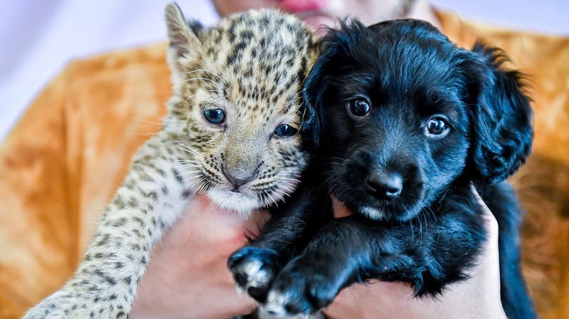 щенок и леопард