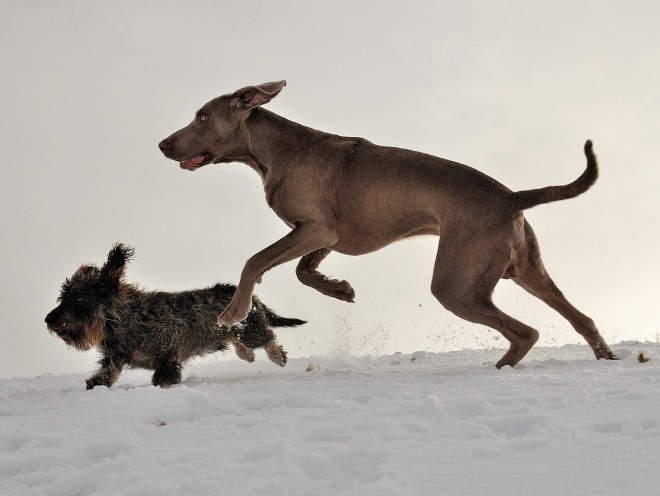 Собаки бегают вместе на улице