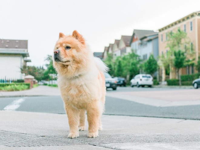 Собака на прогулке в городе