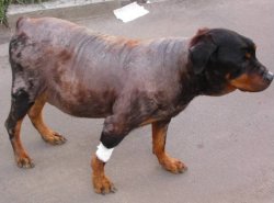 Лечение болезни Кушинга у собак