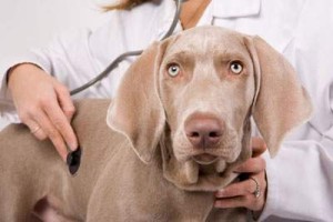 Гиперадренокортицизм (болезнь Иценко-Кушинга) у собак
