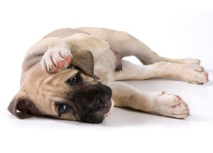 Симптомы болезни Кушинга у собак