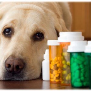 Лечение острой диареи/поноса у собак в домашних условиях