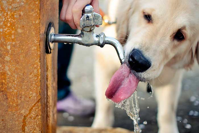 Не забывайте давать собаке достаточное количество свежей воды