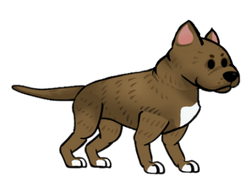 FoS Pit Bull Terrier