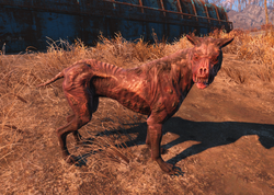 FO4 Wounded Dog