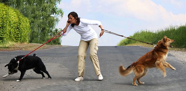 Человек с двумя псами на прогулке
