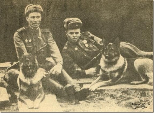 Собаки - участники Великой Отечественной Войны