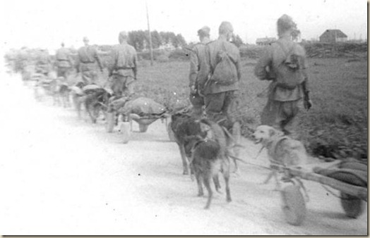 Собаки - участники Великой Отечественной Войны