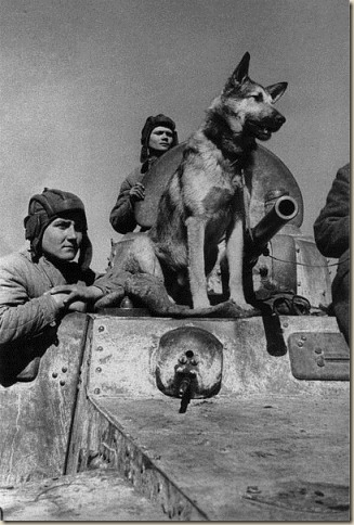 Собаки - участники Великой Отечественной Войны (Джульбарс)
