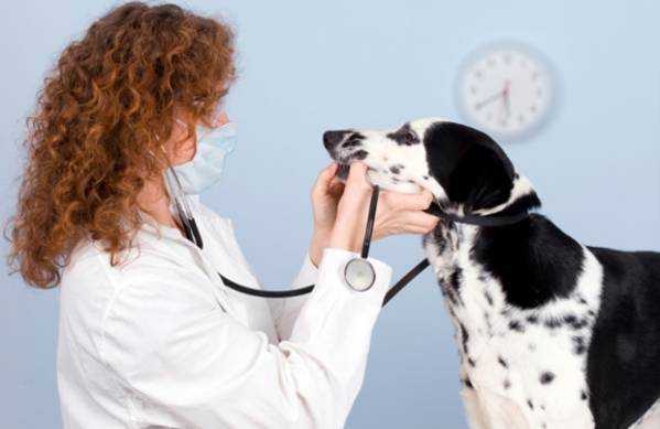 Чем лечить насморк у собак мелкой породы