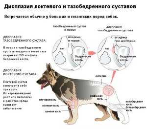 Дисплазия тазобедренного сустава у собак мелких пород