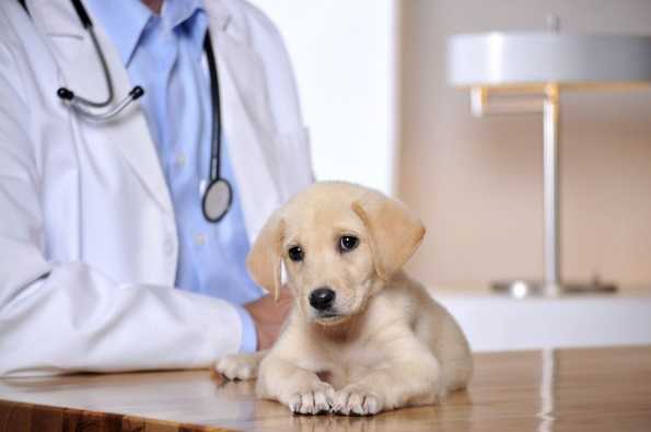 Глистогонные препараты для собак мелких пород перед прививкой