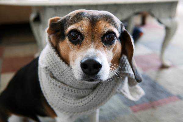 Как лечить простуду у собак мелких пород