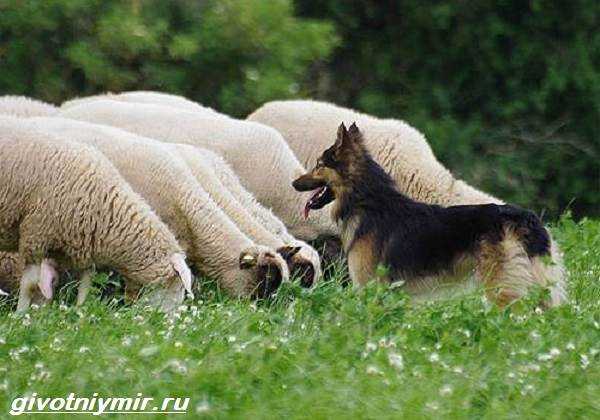 Пастушьи породы собак