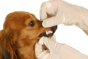 Порода собак с зубами в два ряда