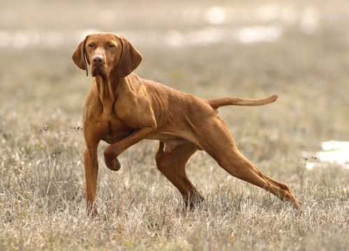 Порода собак венгерская охотничья