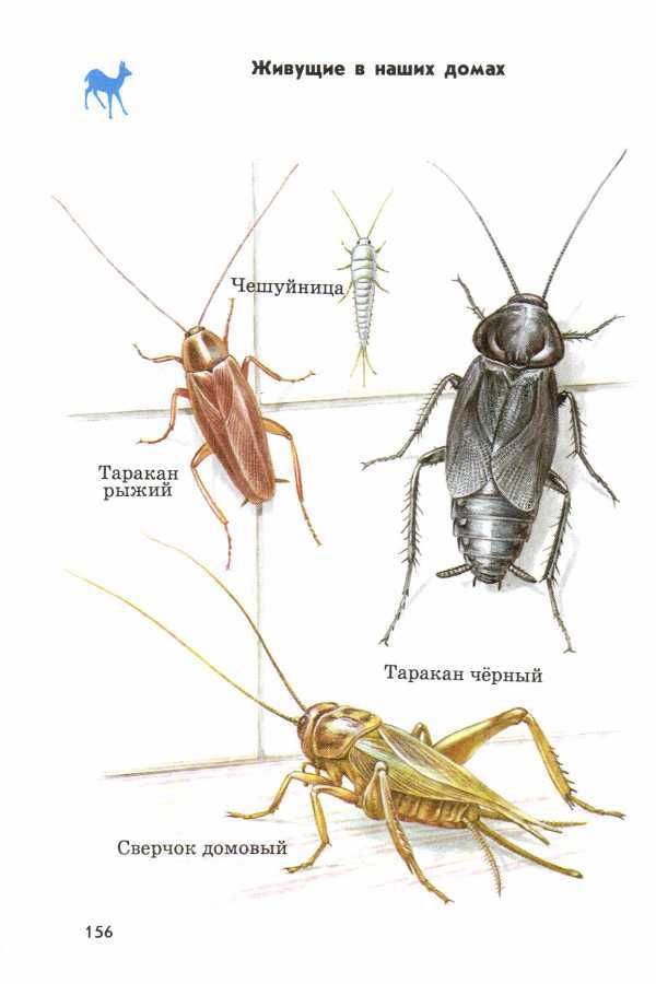 Название 1 жуков. Атлас-определитель 2 класс окружающий мир насекомые. Атлас-определитель 2 класс окружающий мир жуки. Атлас определитель насекомых 1 класс окружающий мир. Таракан Прусак строение.