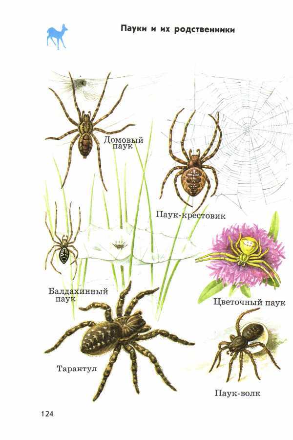Виды паукообразных. Паук атлас определитель. Атлас определитель паукообразных. Атлас-определитель от земли до неба паук. Паук крестовик атлас определитель.