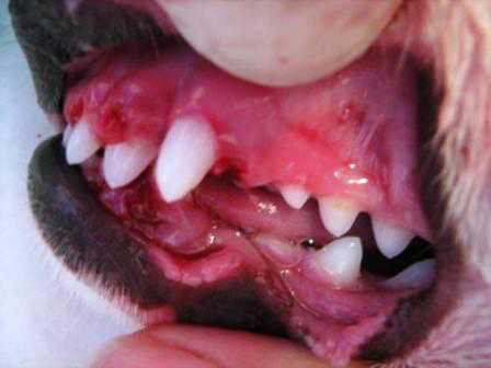 Проблемы с зубами у мелких пород собак