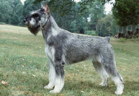 Самая крупная порода собак из группы шнауцеров