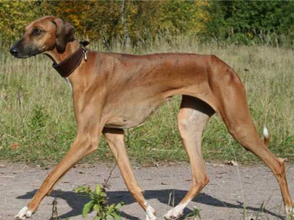 Топ 10 самых редких пород собак в мире